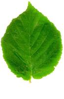 Isolated Green leaf photo