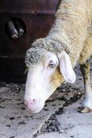 Bored sheep close-up photo