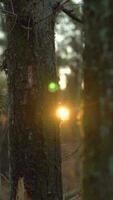 nebuloso manhã luz brilha através árvores dentro floresta panorama video