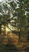 nebuloso manhã luz brilha através árvores e Relva video
