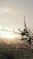 toneel- visie van natuurlijk Oppervlakte net zo zon schijnt video