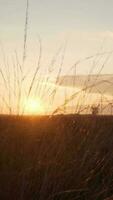 vaag ochtend- licht schijnt door gras in Open landschap video