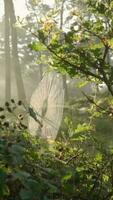 Hazy morning light shines through spider web in forest video