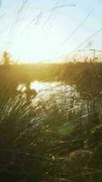 Hazy morning light shines through grass in open landscape video