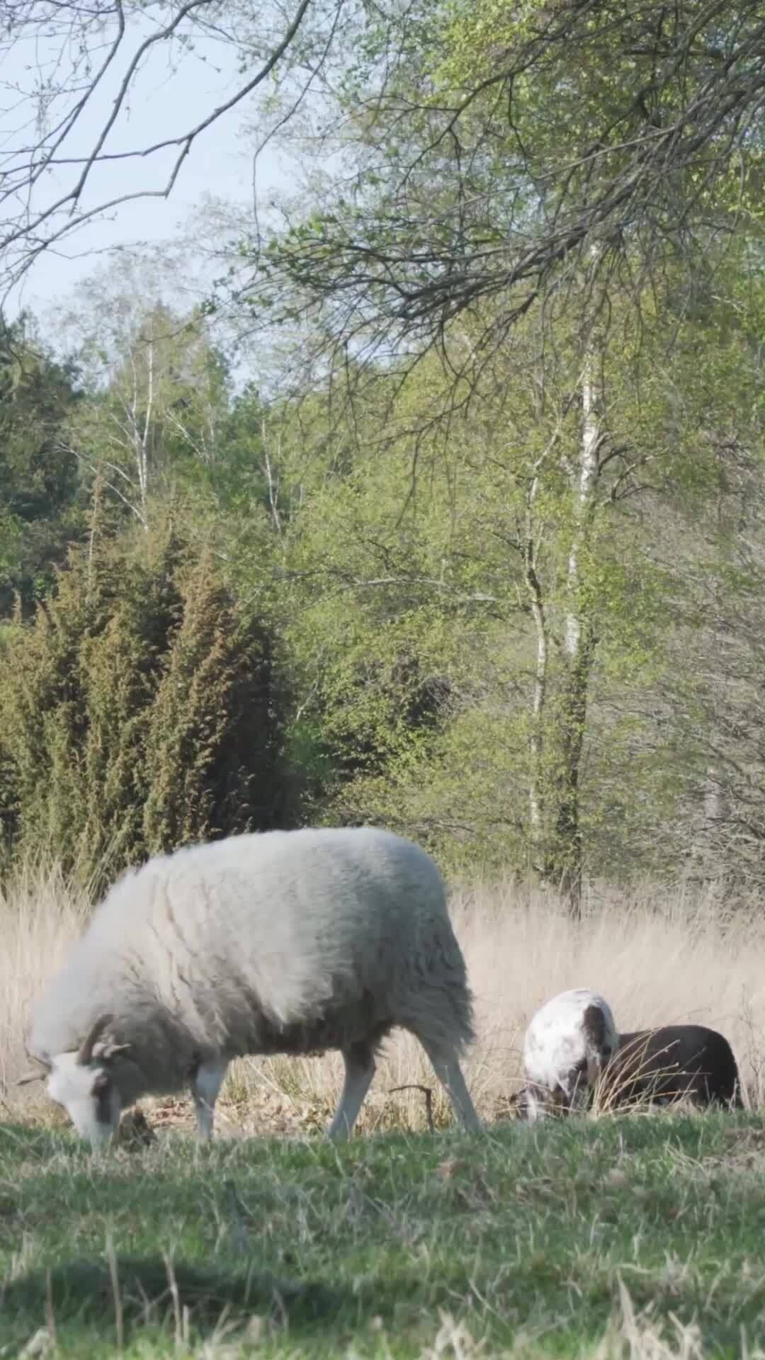 Forest view with sheep on grass 23193433 Stock Video at Vecteezy
