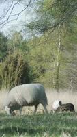 Forest view with sheep on grass video