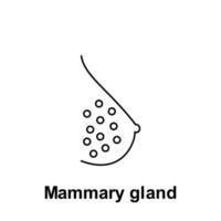 Mammary gland, organ vector icon illustration