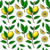 Lemon seamless pattern. Colorful hand drawn vector illustration in sketch style. Tropical exotic citrus fruit summer background