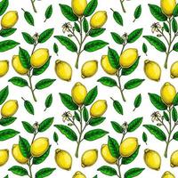 Lemon seamless pattern. Colorful hand drawn vector illustration in sketch style. Tropical exotic citrus fruit summer background