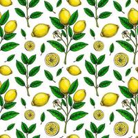Lemon seamless pattern. Colorful hand drawn vector illustration in sketch style. Tropical exotic citrus fruit summer background