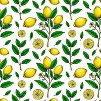 Lemon seamless pattern. Colorful hand drawn vector illustration in sketch style. Tropical exotic citrus fruit summer background