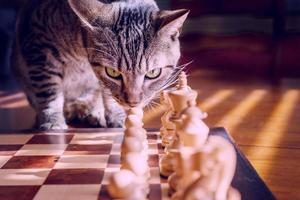 The cat wants to play chess so it stands on the chess field photo