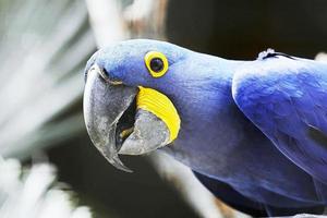 The blue parrot looks very beautiful photo