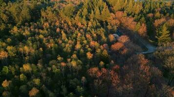 Aerial view sunlit trees in scenic landscape video