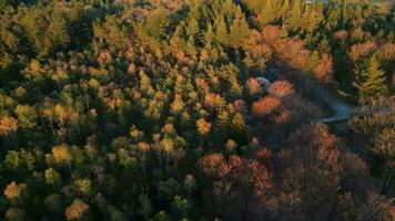 antenn se solbelyst träd i naturskön landskap video