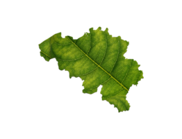 Belgium map made of green leaves, concept ecology png
