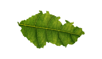 tchèque carte fabriqué de vert feuilles écologie concept png