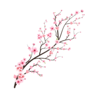 Cherry blossom branch with pink Sakura flower PNG. Realistic Cherry blossom branch. Japanese Cherry blossom PNG. Pink watercolor cherry flower png. Sakura flower branch PNG. png