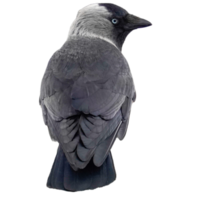 The bird is grey. png