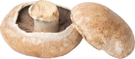 portobello mushroom cut out on transparent background. png