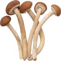 enoki mushroom cut out on transparent background. png