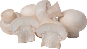 button mushroom cut out on transparent background. png