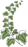 Simplicity ivy freehand drawing png