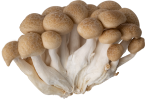 shimeji mushroom cut out on transparent background. png