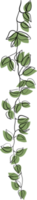 Simplicity ivy freehand drawing png