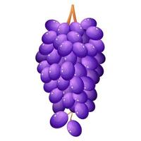 Cartoon style grape illustration isolated on white background. vector