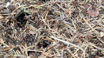 fourmis travail dans le fourmilière dans le forêt video