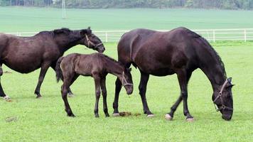 noir kladrubien cheval, jument avec poulain video