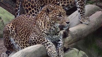 Ceylon leopard, Panthera pardus kotiya, Big spotted cat video