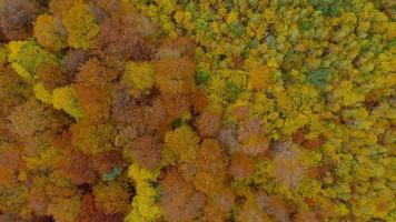 ver desde el altura en un brillante otoño bosque como un antecedentes video