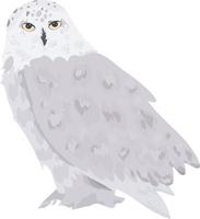 White snowy owl isolated on a white background. Vector illustration.