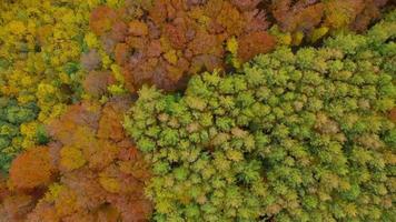 Visualizza a partire dal il altezza su un' luminosa autunno foresta come un' sfondo video