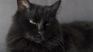 närbild porträtt av en svart fluffig katt med grön ögon. halloween symbol video