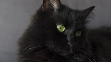 avvicinamento ritratto di un' nero soffice gatto con verde occhi. Halloween simbolo video