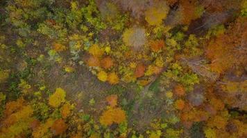 Visualizza a partire dal il altezza su un' luminosa autunno foresta come un' sfondo video