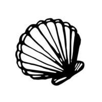 Sea shell. Vector clipart