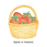 group of red tomatoes vegetables watercolour in wooden vintage wicker basket vector cartoon hand painted illustration isolated on white background.