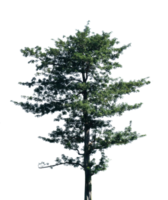 Tree cut out isolated element png