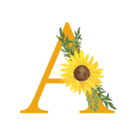 ABC, Letter A of Latin alphabet decorated with sunflowers and leaves, floral monogram watercolor illustration in simple hand painted style, summer flowers decorative letter png