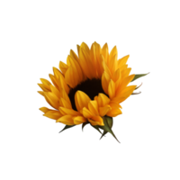 Gelb ausgeschnitten Sonnenblumen mit Blätter Satz, isoliert hell Objekt auf das Weiß Hintergrund zum Dekor, Ernte Zeit Design, Einladungen, Sanft Fokus und Ausschnitt Pfad png