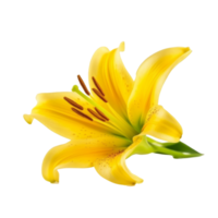 Yellow Lilly flower isolated. Illustration png