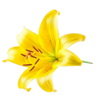 Yellow Lilly flower isolated. Illustration png