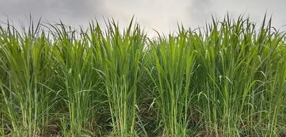 verde césped en blanco fondo, Caña de azúcar granja foto