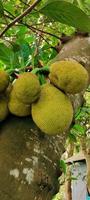 Jackfruit On tree close photo