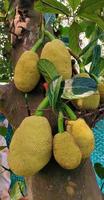 Jackfruit hanging on tree with green leaves photo