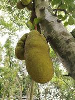 Jackfruit tree photo, fresh Jackfruit hanging on tree photo